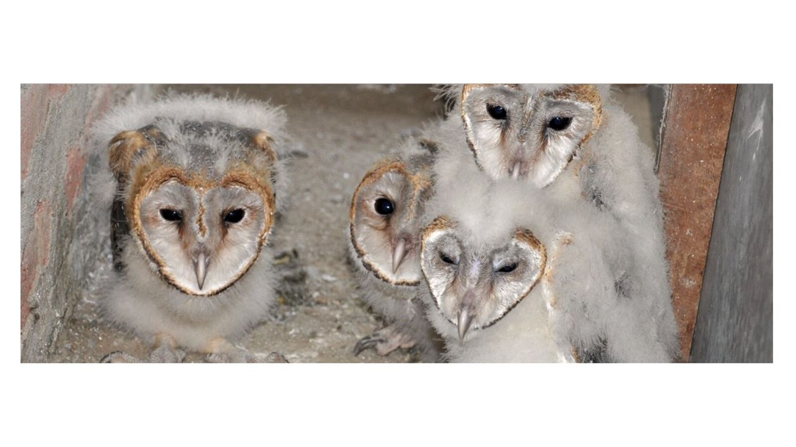 US ONLY - 10 Medium Barn Owl Pellets