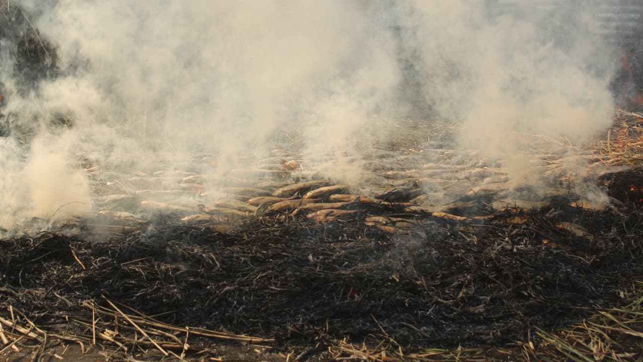 After removing the offal, the fish caught in Dal Lake or other water bodies are dried. The fish are put on grass which is then torched to smoke the fish. The smoke keeps billowing until they roast perfectly. Phari are usually cooked with Kashmiri Haakh (collard greens) mixed with several spices. (Photo by Irfan Amin Malik)