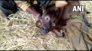 Citing a veterinarian, the farmer had said the health condition of the calf was good. (Image tweeted by ANI)
