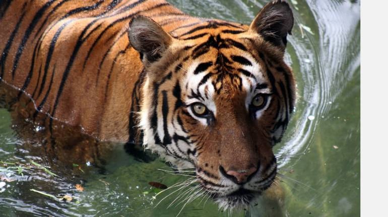 World Wildlife Day 2022: Tiger conservation, and the Tx2 project World Wildlife Day 2022: Tiger conservation, and the Tx2 project