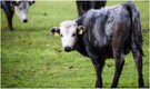 Herd the moos? Latvia's symbolic blue cow back from the brink