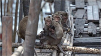 Police said on Twitter that four monkeys had "fled the crash scene into the surrounding area." Representative photo
