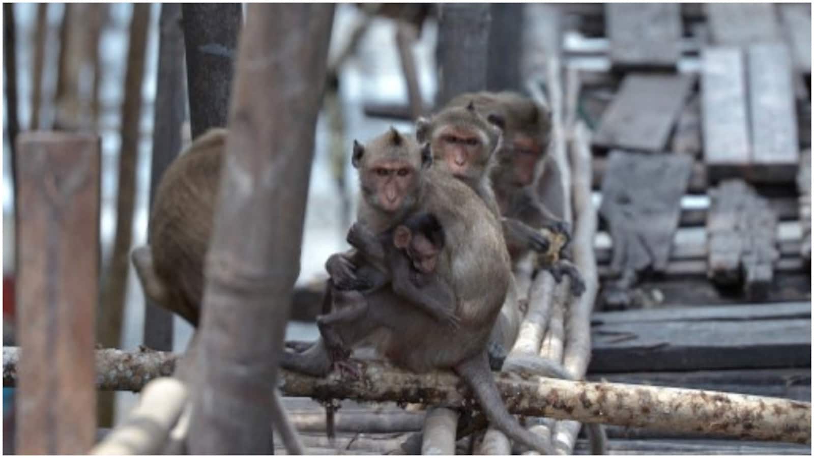 The Monkey Portfolio — Can Monkeys Beat the Market?