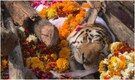 Collarwali: Tigress who birthed 29 cubs in MP's Pench Tiger Reserve dies at 17