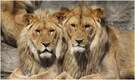 Lions at South African zoo caught COVID-19 from their keepers, suggests study