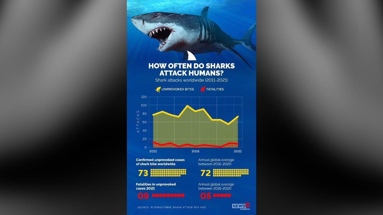 Sydney Shark Attack | A Look At How, Where And When Sharks Attack Humans