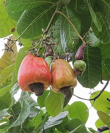 Feni is made with cashew fruit. (Photo Dick Culbert via Wikimedia Commons 2.0)