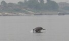 Mahananda river survey records 190 dolphins, warns of fishing threats to Red List species