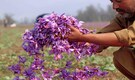 How timely rainfall, GI tag have lifted saffron production in Kashmir to two-decade high