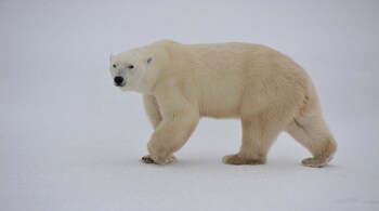 According to the WWF, worldwide there are only 22,000-31,000 polar bears left, of which roughly 60% are in Canada. (Photo by Preeti Verma Lal)