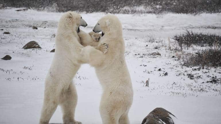 Polar bears sparring, playing, grunting in Churchill, Manitoba, Canada. (Photo by Preeti Verma Lal)