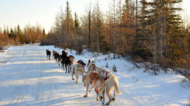 You can also go dog sledding in Churchill. (Photo by Preeti Verma Lal)