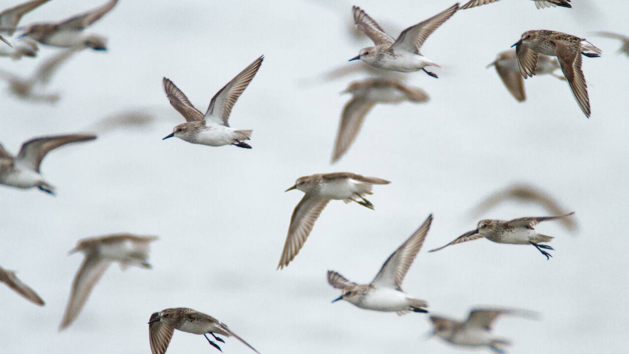 My Family And Other Globalizers | To be or not to be: A Tiger Mom