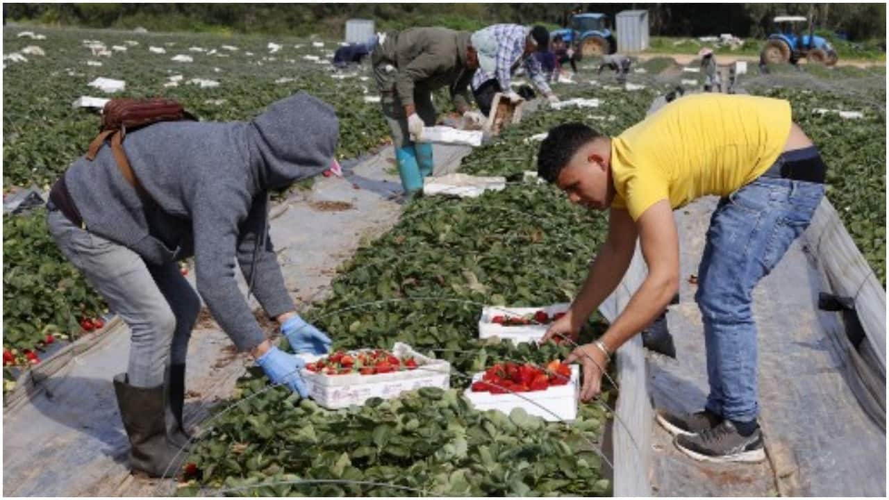 Strawberry farm Israel AFP