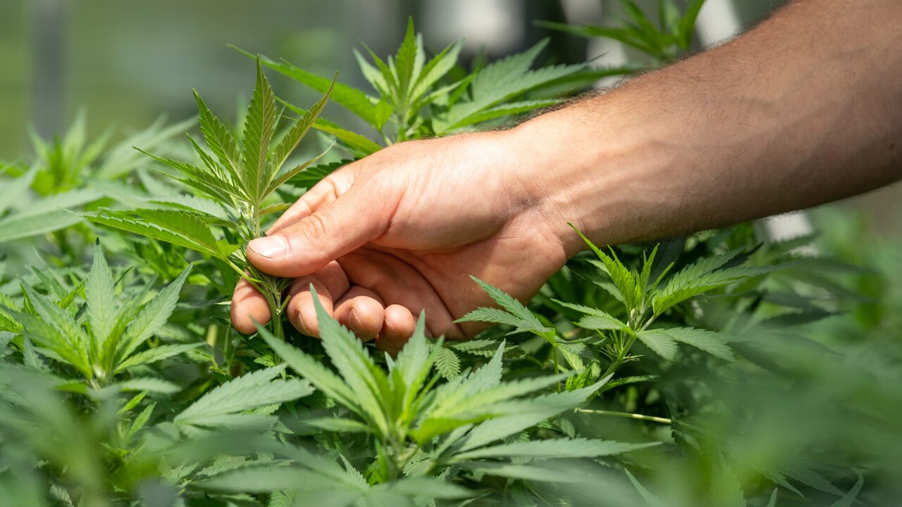 Andhra police destroy cannabis worth over Rs 500 crore in a first
