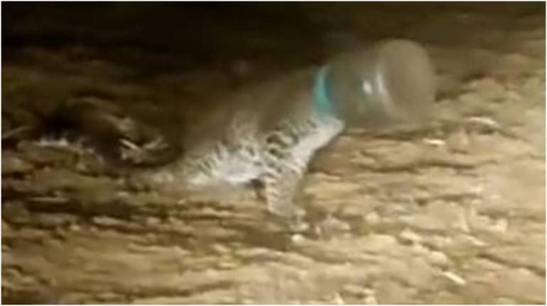 Leopard's head was stuck in a plastic container for 2 days. How the animal was rescued Leopard's head was stuck in a plastic container for 2 days. How the animal was rescued