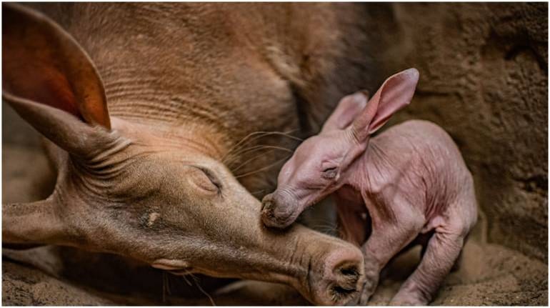 What is an aardvark? All about this African creature born in UK zoo after 90 years What is an aardvark? All about this African creature born in UK zoo after 90 years
