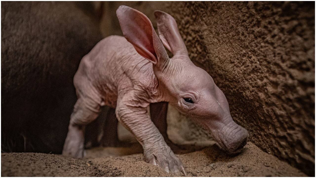 Aardvark calf Dobby who was born in UK's Chester zoo recently. (image credit: @chesterzoo/Twitter)