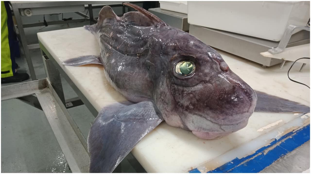 Rare baby ghost shark discovered with belly full of egg yolk. See pics