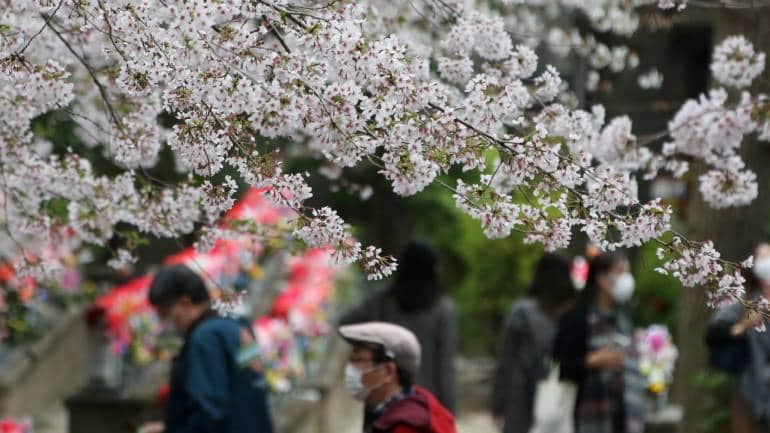 Care, 'magic' help DC's cherry blossom trees defy age: See Pics