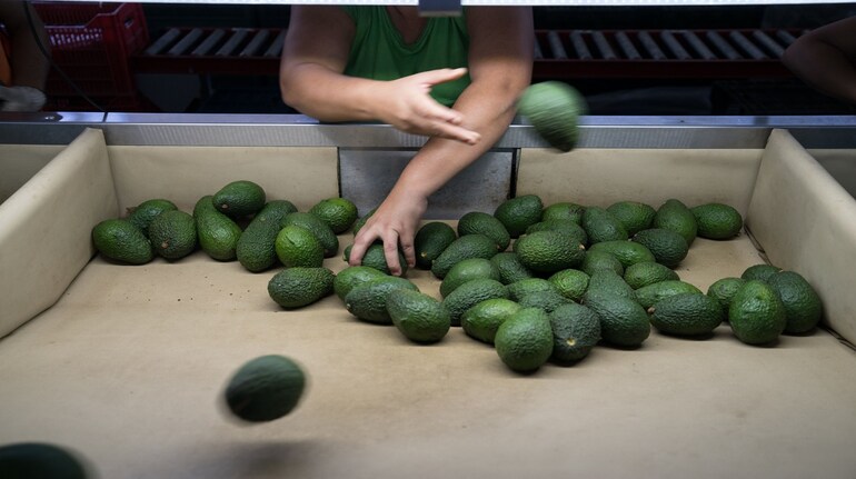 Avocado prices surge to a 24-year high