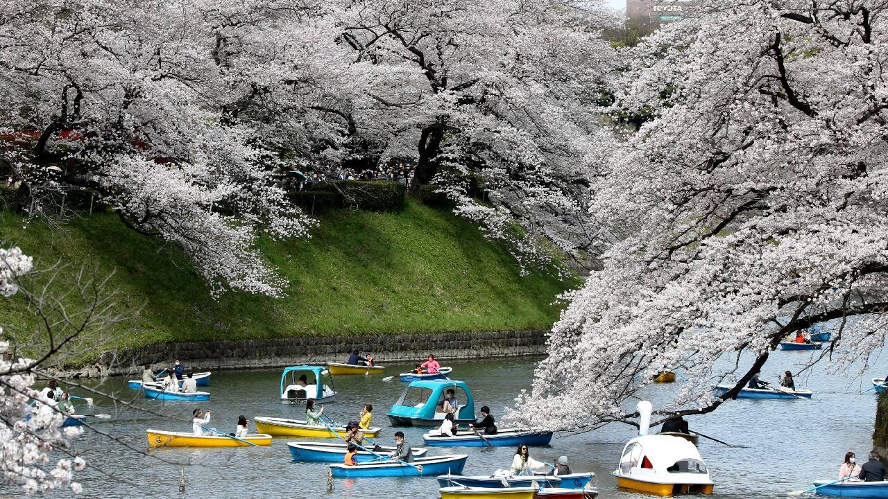 In Pics | Spring in blossom around the world; here are some stunning photos