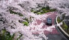 In Pics | Japan celebrates cherry blossoms despite pandemic