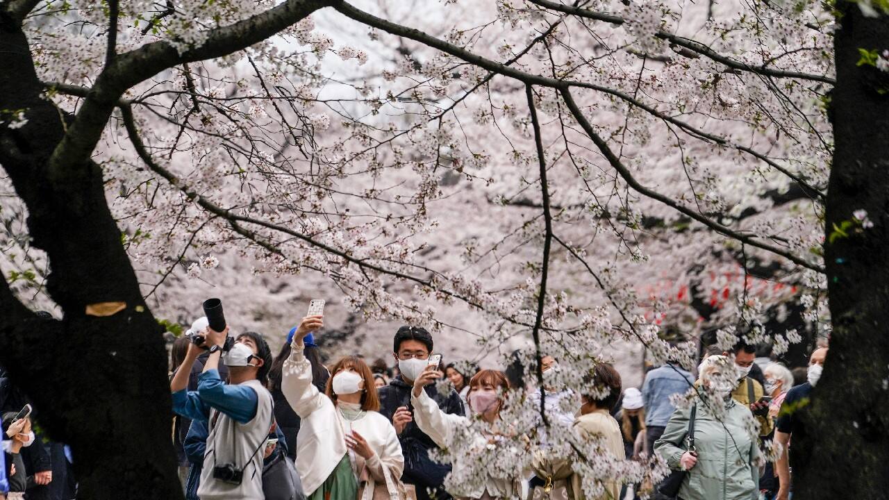 In Pics | Japan celebrates cherry blossoms despite pandemic