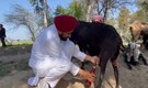 Viral video: Punjab Chief Minister Charanjit Channi milks goat as he awaits polls results