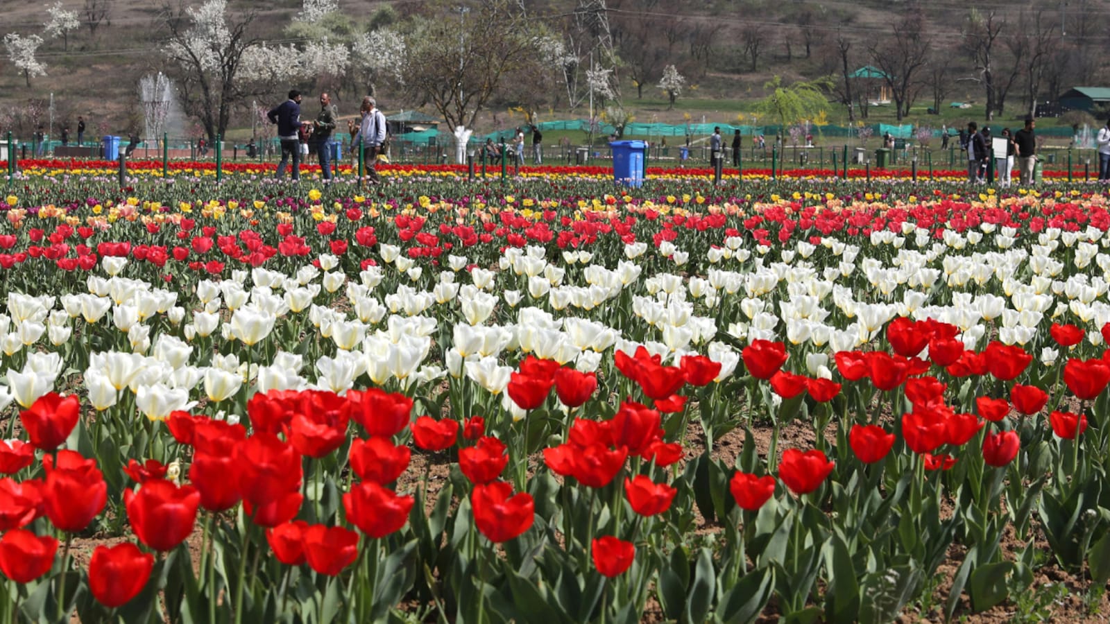 In Pics: Asia's largest tulip garden now open in Srinagar