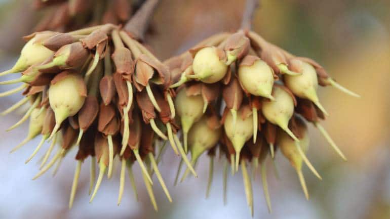 Mahua growing in Kanha, Madhya Pradesh. (Photo: Nagarjun via Wikimedia Commons 2.0)