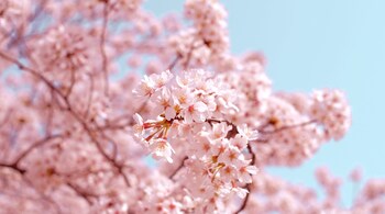 Clusters of cherry blossoms erupt across Khasi hills in North-East India. (Image: AJ McsNra via Unsplash)