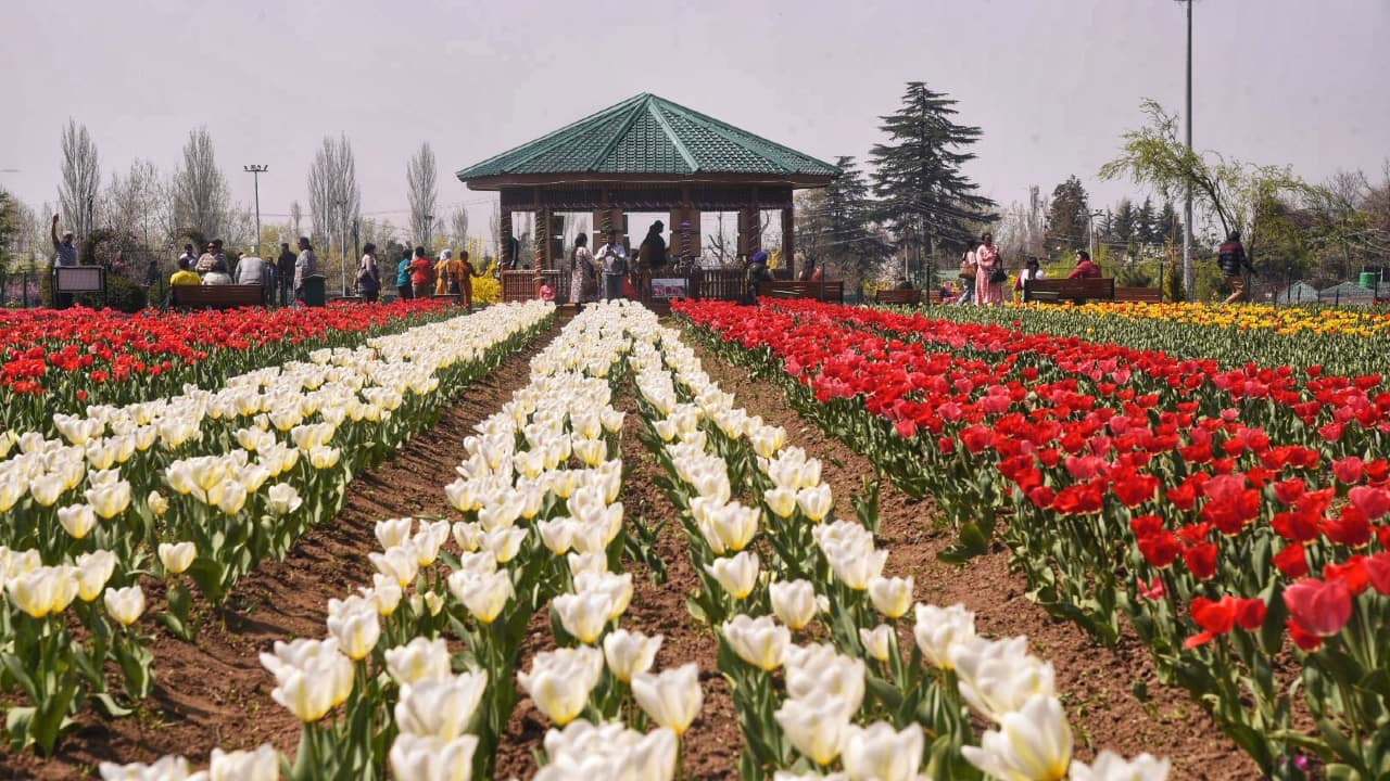 Keeping COVID-19 safety and precautions in mind, the government has also set up a medical centre along with COVID-19 testing facilities. This year, the J&K government’s tourism department also made provisions for online ticket sales to avoid crowding at the ticket counters. E-bookings can be made at https://jammukashmirfloriculture.payu.in/. (Photo: Irfan Amin Malik)