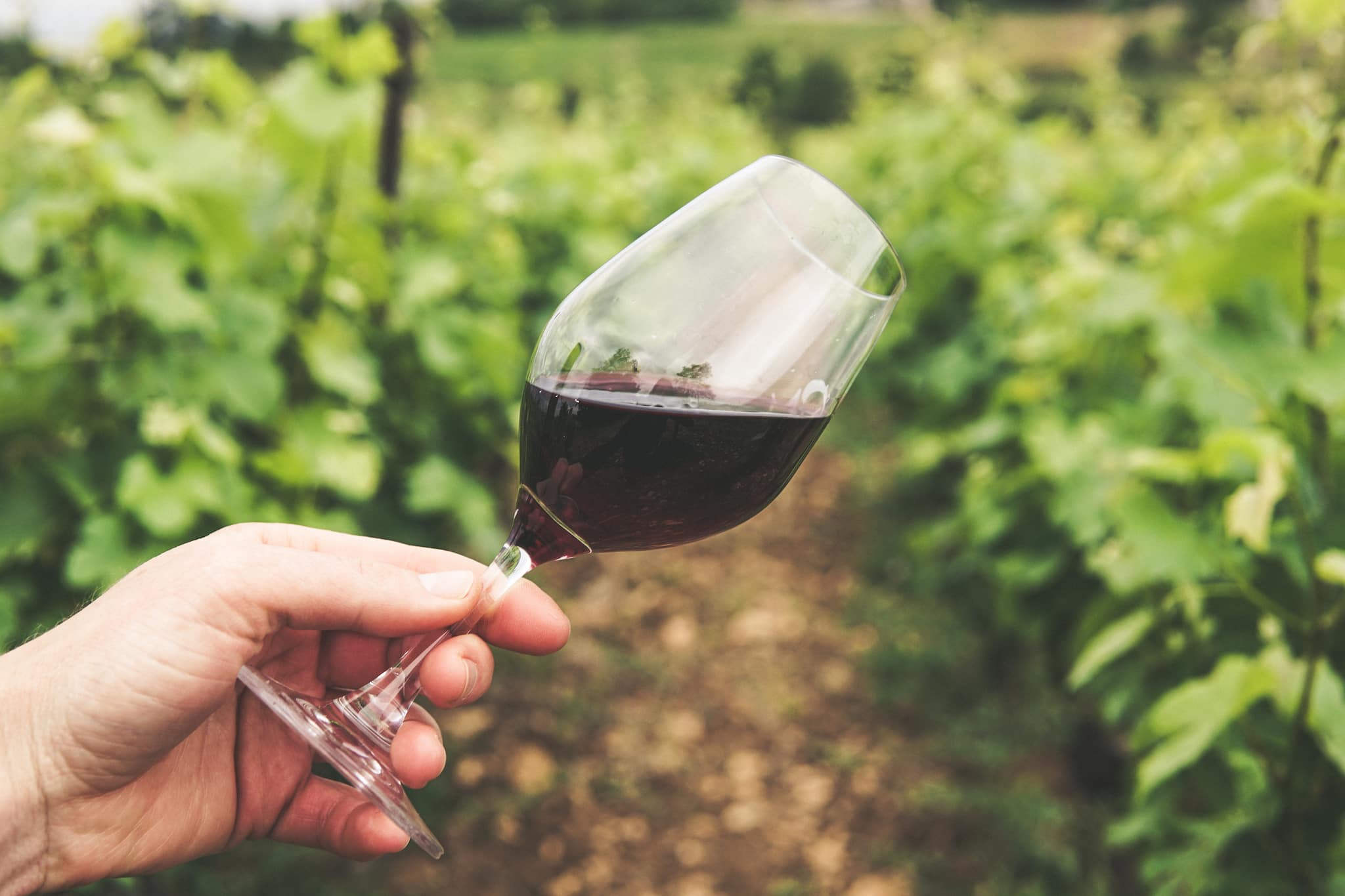 How to shop for a vineyard, or a piece of it