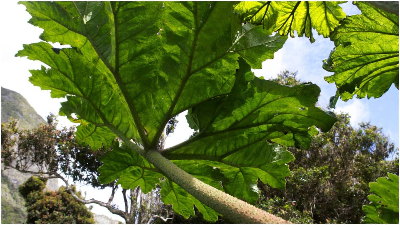 Valdivian Temperate Forests (Image credit : www.cepf.net)