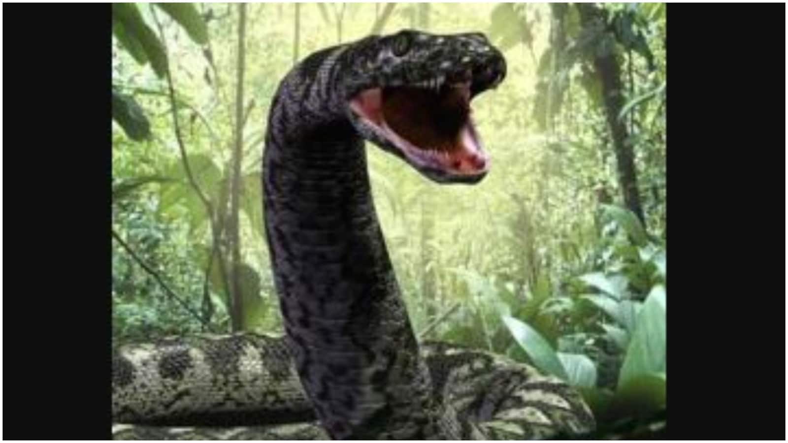 All about Titanoboa, giant extinct snake species made famous by viral  TikTok video