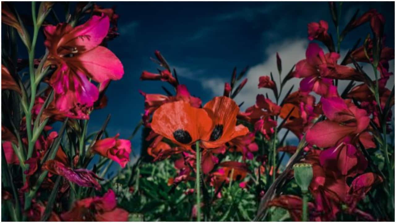 'Absolute Beginner' by Oana Baković from Romania.