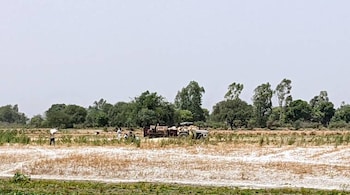 Wheat being harvested at Kapoorpur Katri village in Kannauj district of Uttar Pradesh (Photo: Soumya Sarkar)