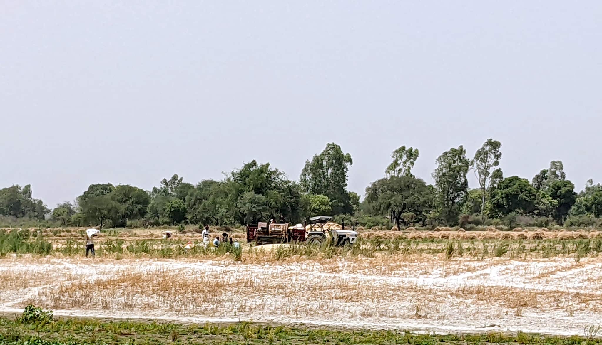 Climate change is real and here: Extreme heat shrivels up India’s wheat harvest