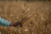 Cabinet hikes wheat MSP by Rs 160 per quintal to Rs 2,585: Ashwini Vaishnaw