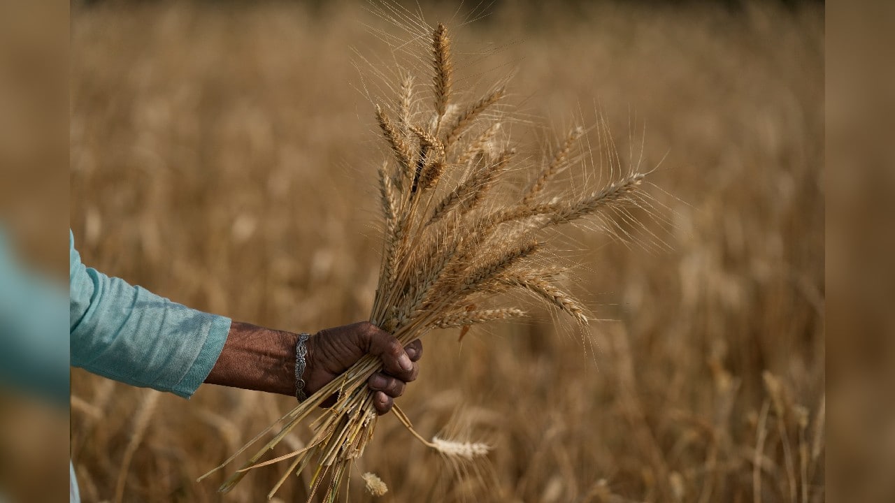 Exclusive | Govt considering express approval for export of 1.1 mn tonnes of wheat stuck at ports Exclusive | Govt considering express approval for export of 1.1 mn tonnes of wheat stuck at ports