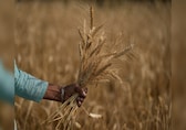 Export ban on wheat to continue; record output likely even after untimely rains: FCI CMD
