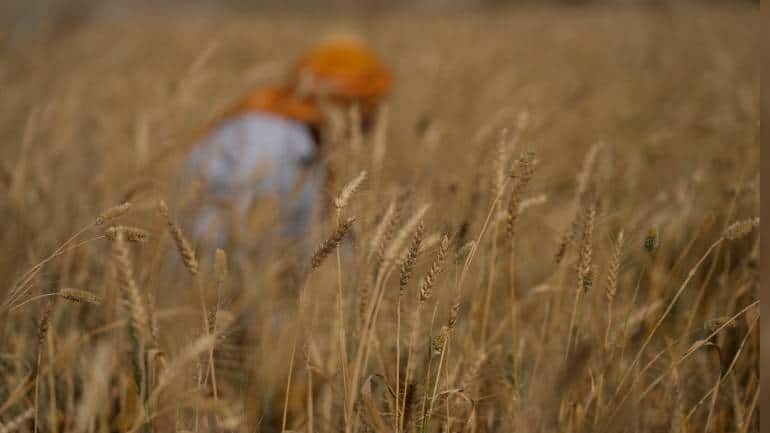 India's wheat output may set new record of over 112 lakh tonnes in 2022 ...