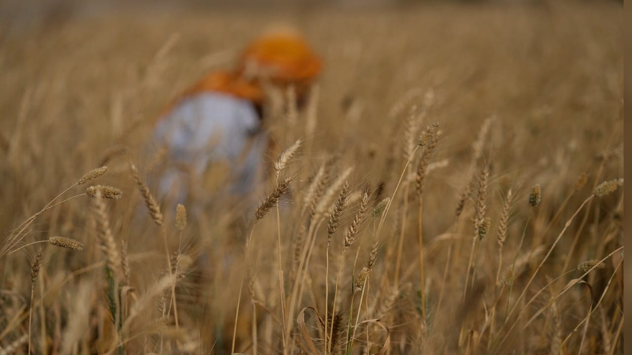 Watch Wheat Wilt As Heatwave Scorches Crop And Raises Questions On How ...