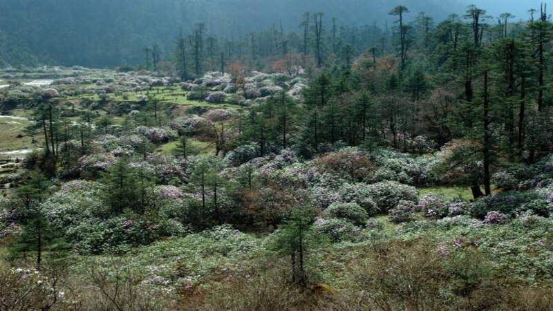 Himalayan medicinal plants under threat due to climate change