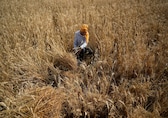Wheat growers fear crop loss as temperature hits above-normal range