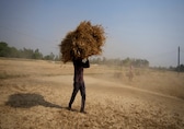 India to offer 3 million tonnes wheat to bulk consumers to cool prices: Government source