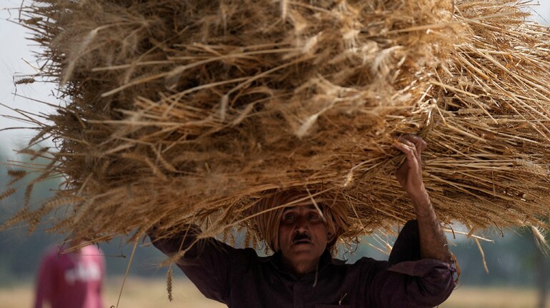 Centre relaxes wheat procurement norms for Punjab to counter rain damage