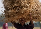 FCI to start e-auction of 25 lakh tonne wheat to bulk buyers from February 1