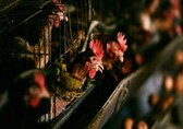 Bird flu cases: Study suggests asymptomatic symptoms of bird flu on the rise, urges caution
